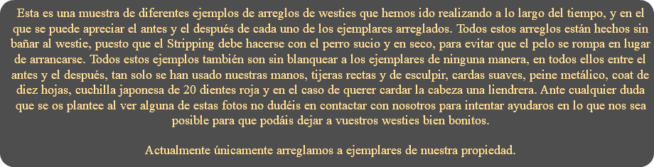 Esta es una muestra de diferentes ejemplos de arreglos de westies que hemos ido realizando a lo largo del tiempo, y en el que se puede apreciar el antes y el después de cada uno de los ejemplares arreglados. Todos estos arreglos están hechos sin bañar al westie, puesto que el Stripping debe hacerse con el perro sucio y en seco, para evitar que el pelo se rompa en lugar de arrancarse. Todos estos ejemplos también son sin blanquear a los ejemplares de ninguna manera, en todos ellos entre el antes y el después, tan solo se han usado nuestras manos, tijeras rectas y de esculpir, cardas suaves, peine metálico, coat de diez hojas, cuchilla japonesa de 20 dientes roja y en el caso de querer cardar la cabeza una liendrera. Ante cualquier duda que se os plantee al ver alguna de estas fotos no dudéis en contactar con nosotros para intentar ayudaros en lo que nos sea posible para que podáis dejar a vuestros westies bien bonitos. Actualmente únicamente arreglamos a ejemplares de nuestra propiedad.